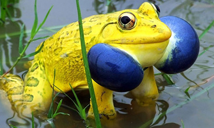 Những loài vật có màu sắc rực rỡ, 'độc' nhất thế giới