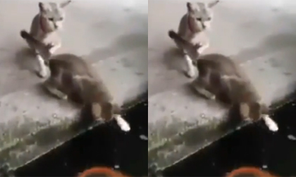 Cá đớp mèo ngoạn mục