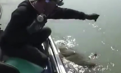 Con cá trê nặng cỡ vài tạ