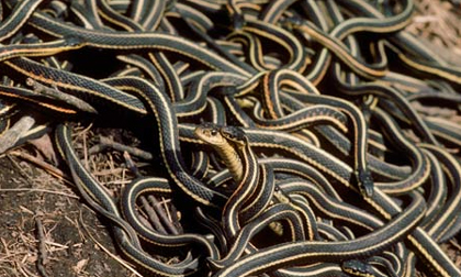 Phát hiện 102 con rắn trong căn nhà ở Canada