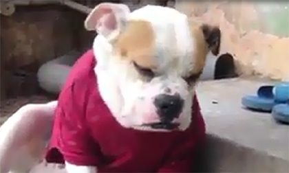 Chết cười những chú chó, mèo buồn ngủ