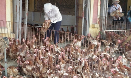 Mẹo nhận biết gà Trung Quốc