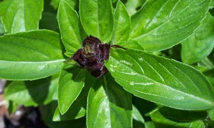 Công dụng tuyệt vời của húng quế trong chữa ung thư