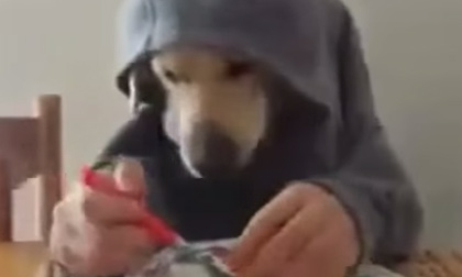 Chết cười với 'chú cún' ngồi ăn