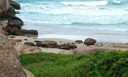 Cù Lao Câu, thiên đường hoang sơ vắng bóng người