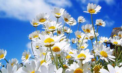 Tử vi cung hoàng đạo thứ Hai của bạn (3/11/2014)