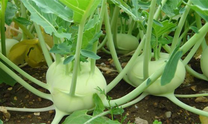 Công dụng chữa bệnh kì diệu của su hào