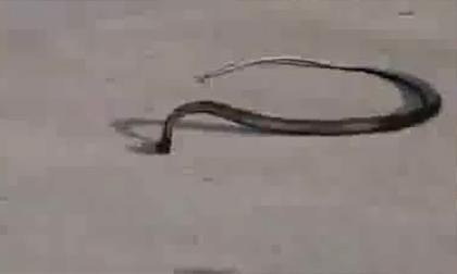 'Vũ điệu' của rắn