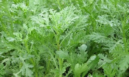 Trị đau đầu kinh niên hiệu nghiệm với rau cải cúc 