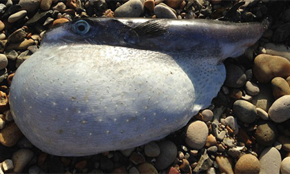 Phát hiện cá nóc cực độc, hình dạng kỳ dị tại bờ biển Anh