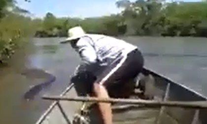 Trăn khổng lồ có tồn tại?