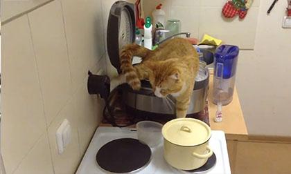 Chú mèo đáng ghét nhất năm