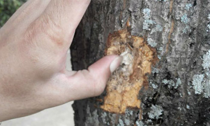 Hé lộ nguyên nhân vụ đấu súng kinh hoàng ở Nghệ An