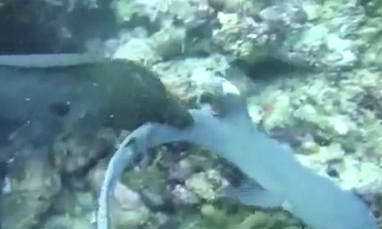 Cá mập con vùng vẫy thoát khỏi miệng lươn khổng lồ