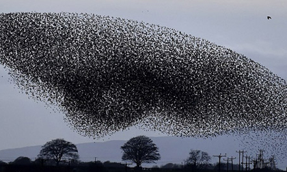 Đàn chim khổng lồ 5 vạn con 'khiêu vũ' trên bầu trời