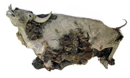 Xác ướp bò rừng gần nguyên vẹn sau 9.000 năm dưới băng