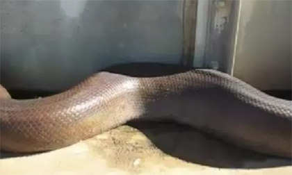 Giật mình, xem đoạn đầu clip đang chuẩn bị cười