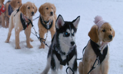 11 bộ phim bị chỉ trích vì ngược đãi động vật