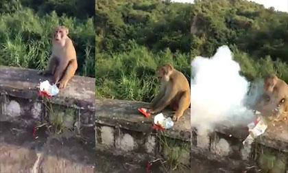 'Cái kết' cho chú khỉ tham ăn