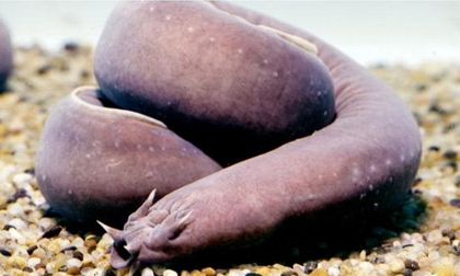 8 con vật có hình thù kỳ quái hiếm có trên trái đất