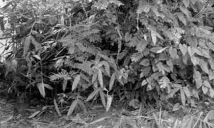 Tin hàng xóm 'dê xồm', bé 10 tuổi nhiều lần bị hãm hiếp