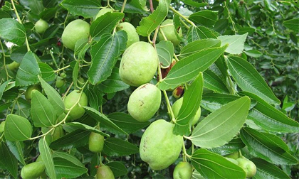 4 bài thuốc dân gian chữa bệnh cực tốt từ táo ta
