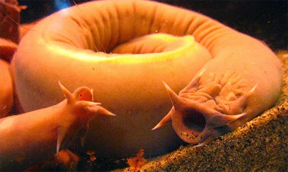 10 sự thật về loài cá mù 'nhầy nhụa'