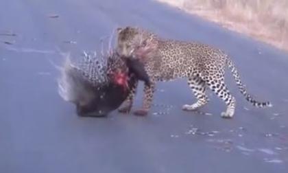 Báo giết chết nhím nhờ mẹo khôn ranh