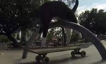 Mèo trượt ván như vận động viên chuyên nghiệp