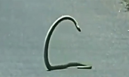 Ngạc nhiên rắn 'nổi hứng' nhảy múa giữa đường