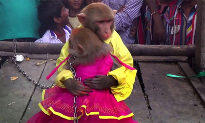 Đám cưới linh đình của cô dâu chú rể... khỉ