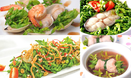 Hoa thiên lý thần dược chữa bách bệnh mọi người cần biết