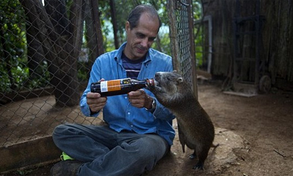 Cặp vợ chồng có thú cưng là đàn chuột hoang khổng lồ