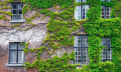 Trồng dây thường xuân vững vàng trong giá rét