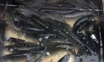 Hơn 90 tấn cá quả Trung Quốc đổ về chợ cá lớn nhất Hà Nội