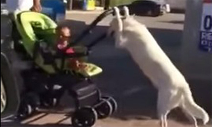 Chú chó bảo mẫu đảm đang