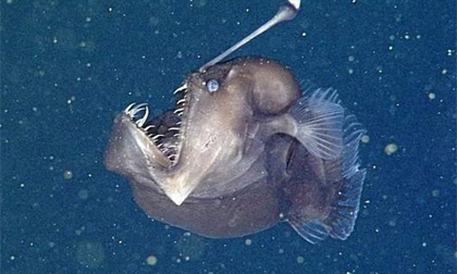 Rùng mình với loài cá kỳ quái, miệng rộng, răng tua tủa