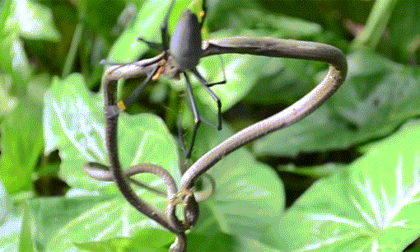 Cuộc chiến giữa nhện và rắn