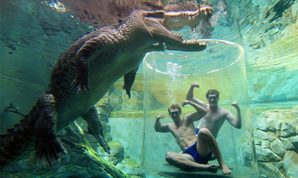 Thử cảm giác thót tim cùng cá sấu khổng lồ