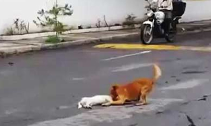 Chú chó cố gắng kéo bạn vào lề đường khi bị xe đâm