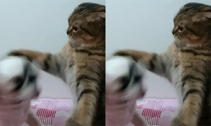 Cuộc chiến gay gắt giữa chó và mèo