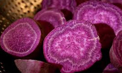 Khoai lang tím giúp giảm cân hiệu quả