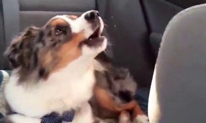 Phản ứng của cún cưng khi nghe 'Let it go'