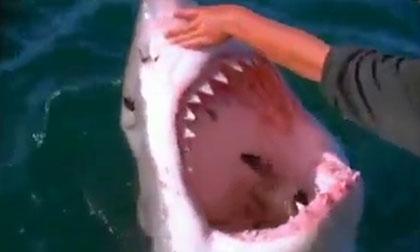 Chú cá mập hiền lành nhất hành tinh