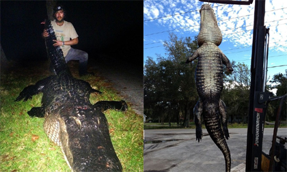Cá sấu 'khủng' nặng 326kg vừa bị hạ gục