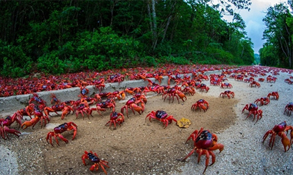 Choáng ngợp xem cua đỏ di cư trên đảo Christmas  