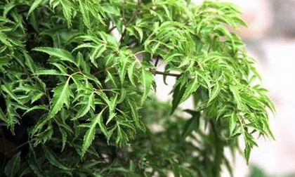Chữa đau lưng 'thần kỳ' với cây đinh lăng