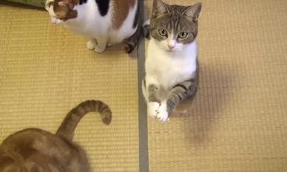 Chú mèo 'cái bang'