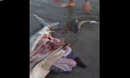 Cứu sống 3 chú cá mập con trong bụng mẹ đã chết