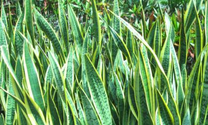 3 loại cây quen thuộc có khả năng giải độc cực tốt